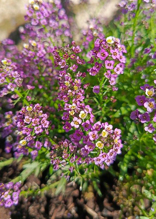 Алиссум Lobularia maritima