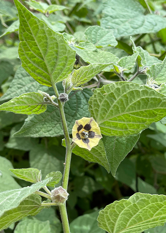 Сем Пасленовые Solanaceae табак крылатый Nicotiana alata