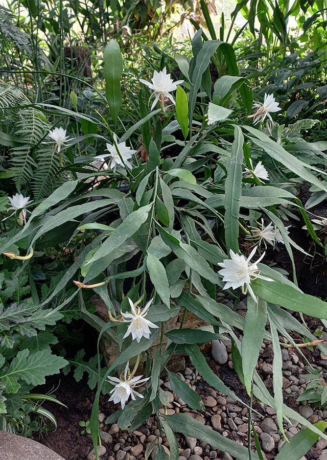 Epiphyllum phyllanthus