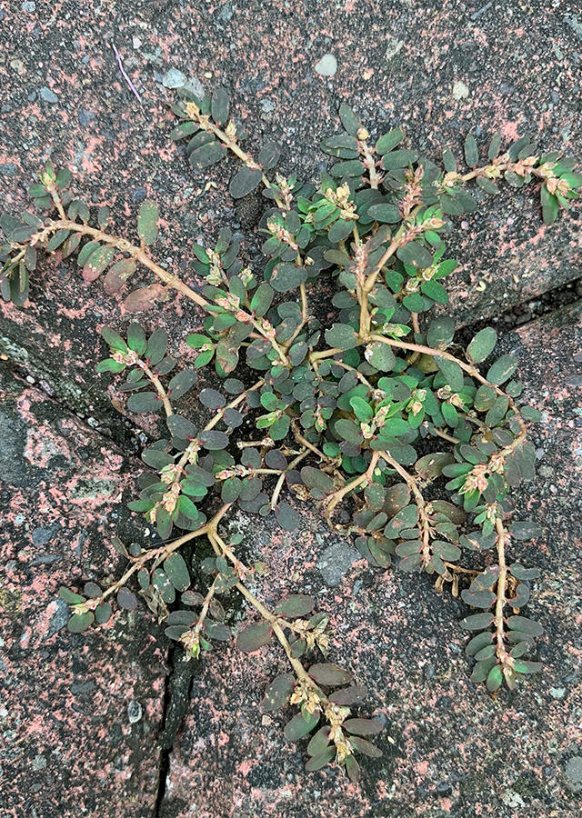 Euphorbia Thymifolia