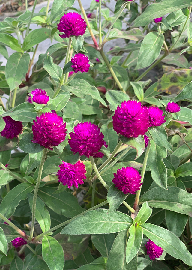 Gomphrena haageana