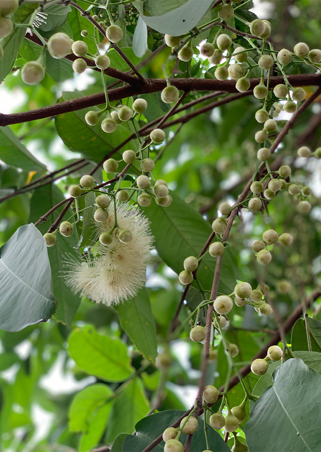 Syzygium Aqueum