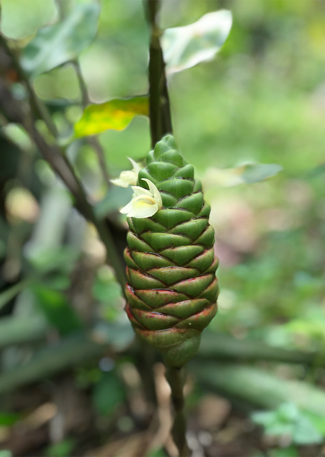 Zingiber officinale ботаника