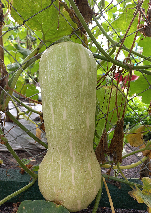 Cucurbita Moschata