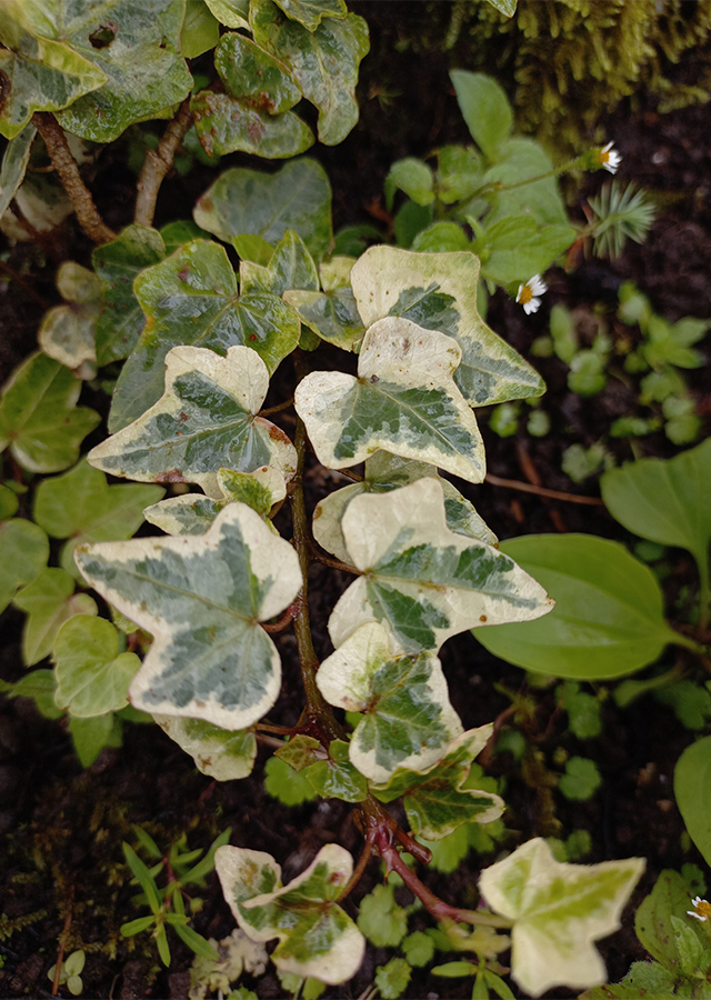 Hedera Helix