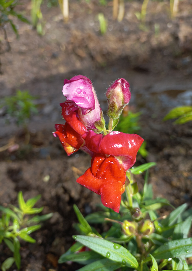 Rose costa. Antirrhinum majus pumilum.