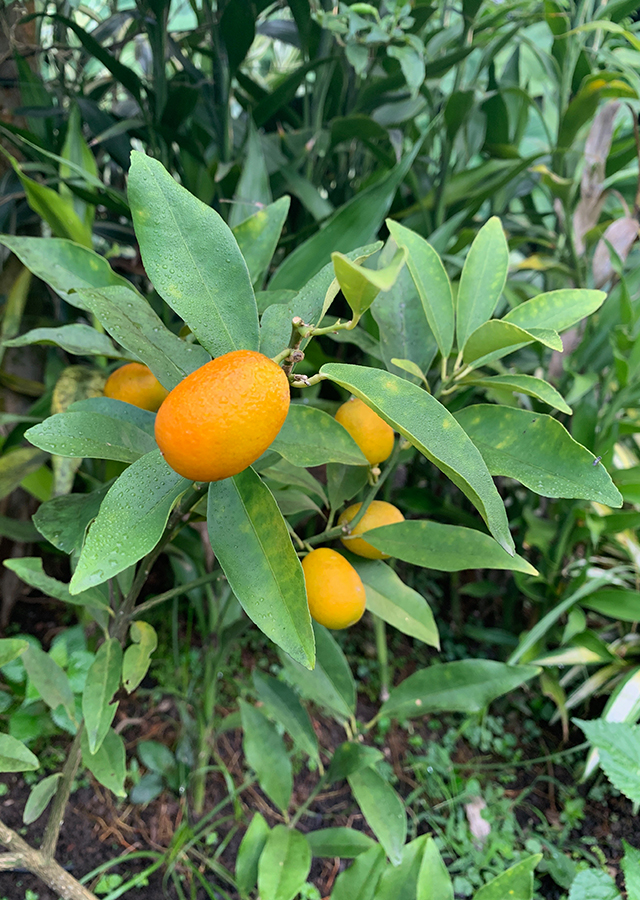 Jeruk Kumquat, Permata Superfood yang Tersembunyi