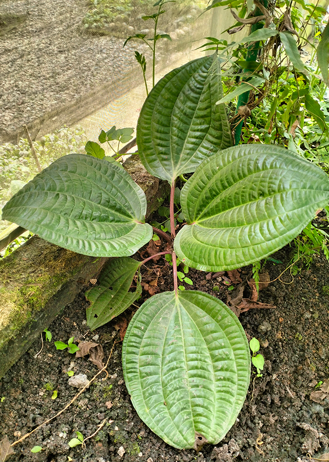 Phyllagathis Rotundifolia