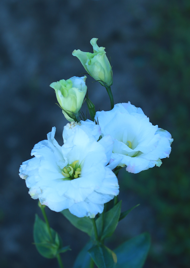 Eustoma Grandiflorum